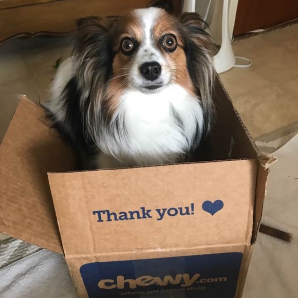 Meet your Posher, Susie - Picture 4 of 4